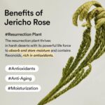 Abib Collagen Eye Patch Jericho Rose Jelly 60 Patches, Korean Under Eye Patches for Puffy Eyes and Dark Circles, Anti-Wrinkle, Collagen, Caffeine, Niacinamide, Ceramide, Antioxidant, Skin Care - Image 6