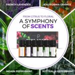 Essential Oils Set by Pure Aroma - Top 6 Aromatherapy Oils Gift Set-6 Pack, 10ml (Eucalyptus, Lavender, Lemongrass, Sweet Orange, Peppermint, Tea Tree) - Image 5