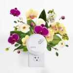 Capri Blue Pura Smart Home Plug-in Diffuser Refills – Includes 2 Capri Blue Pura Refills for Plug In Diffusers for Home - Long Lasting Luxury Scents - Aloha Orchid (Pack of 2) - Image 5