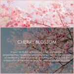 Cherry Blossom Essential Oil 120ml (4 Fl Oz), SALKING Pure & Natural Fragrance Oils, Aromatherapy Essential Oils for Diffuser, Massage, Soap, Candle Making, Perfume - Image 4