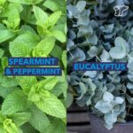 TheraICE Soothing Head Stick 10 ml (.33-Oz) Essential Oil Roll on Aromatherapy: Peppermint, Spearmint, Lavender, Chamomile, Rosemary, Eucalyptus. Metal Roller. USA Made - Image 5