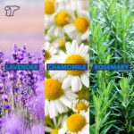 TheraICE Soothing Head Stick 10 ml (.33-Oz) Essential Oil Roll on Aromatherapy: Peppermint, Spearmint, Lavender, Chamomile, Rosemary, Eucalyptus. Metal Roller. USA Made - Image 6