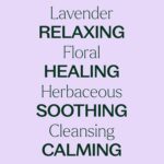 Plant Therapy Lavender Essential Oil 100% Pure, Undiluted, Therapeutic Grade, Aromatherapy Diffuser for Relaxation and Body Care, Healthy Skin and Hair, 10 mL (1/3 oz) - Image 5