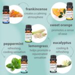 PURA D'OR Organic Perfect10 Essential Oils Set - 10x 10mL Wood Box Aromatherapy Gift Set - 100% Pure Therapeutic Grade for Relaxation and Wellness (Lavender, Peppermint, Eucalyptus, Tea Tree & More) - Image 4