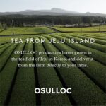 OSULLOC Honey Pear Tea (Sweet Pear & Honey Flavor), Fruit tea Blend, Premium Teabags from Jeju Island, 20 count - Image 8